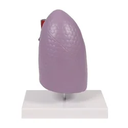 Modèle de poumon, taille...