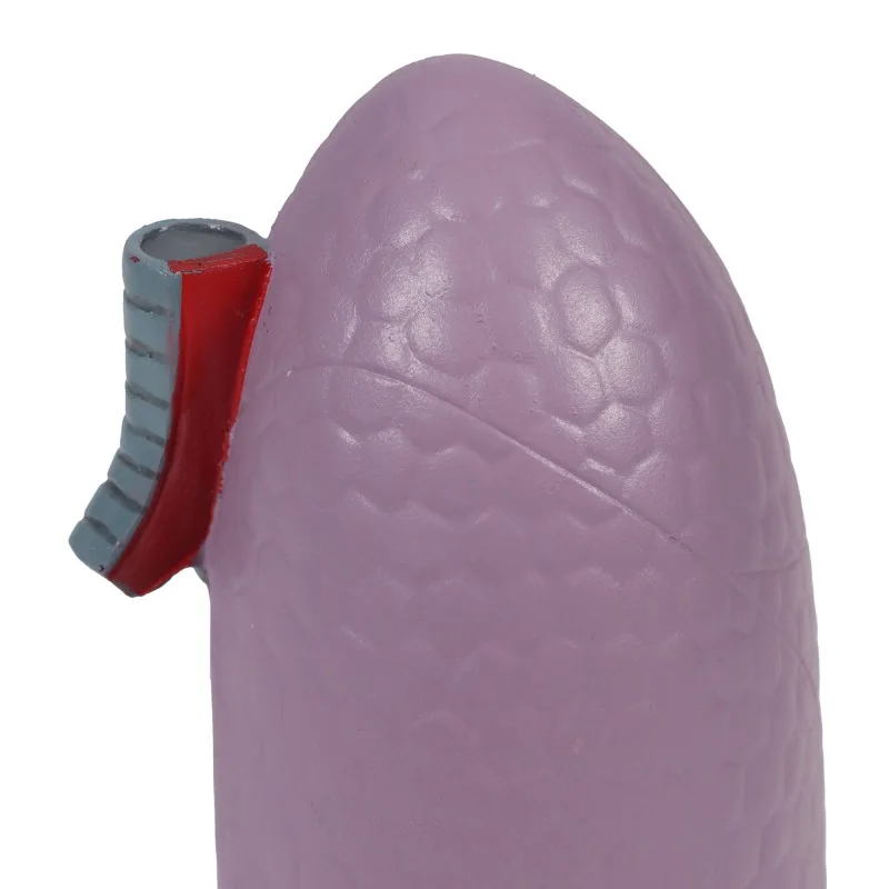 Modèle de poumon, taille réelle