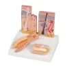 Modèle de peau-cheveux-ongles Modèle de peau-cheveux-ongles