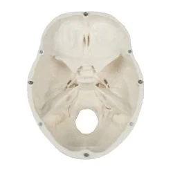 Modèle de crâne, 3 parties, taille réelle