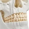 Modèle de crâne, 3 parties, taille réelle Modèle de crâne, 3 parties, taille réelle