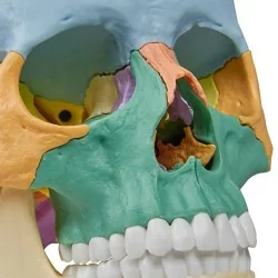 Modèle de crâne articulé, 22 parties, type didactique
