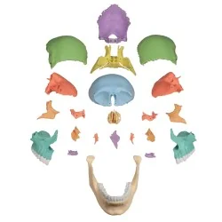 Modèle de crâne articulé, 22 parties, type didactique