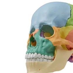 Modèle de crâne articulé, 22 parties, type didactique
