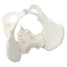 Modèle de bassin féminin, taille réelle Modèle de bassin féminin, taille réelle