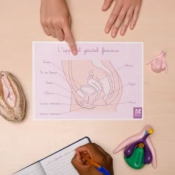 Carte appareil génital féminin