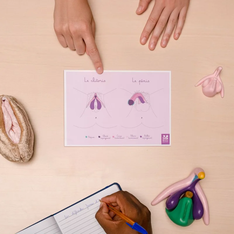 Carte anatomique Clitoris Pénis