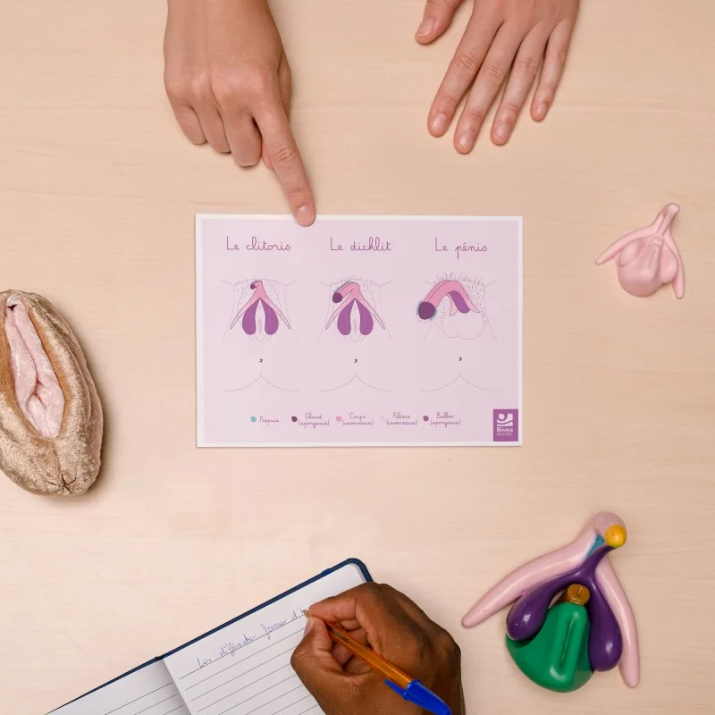 Carte anatomique Clitoris Dicklit Pénis