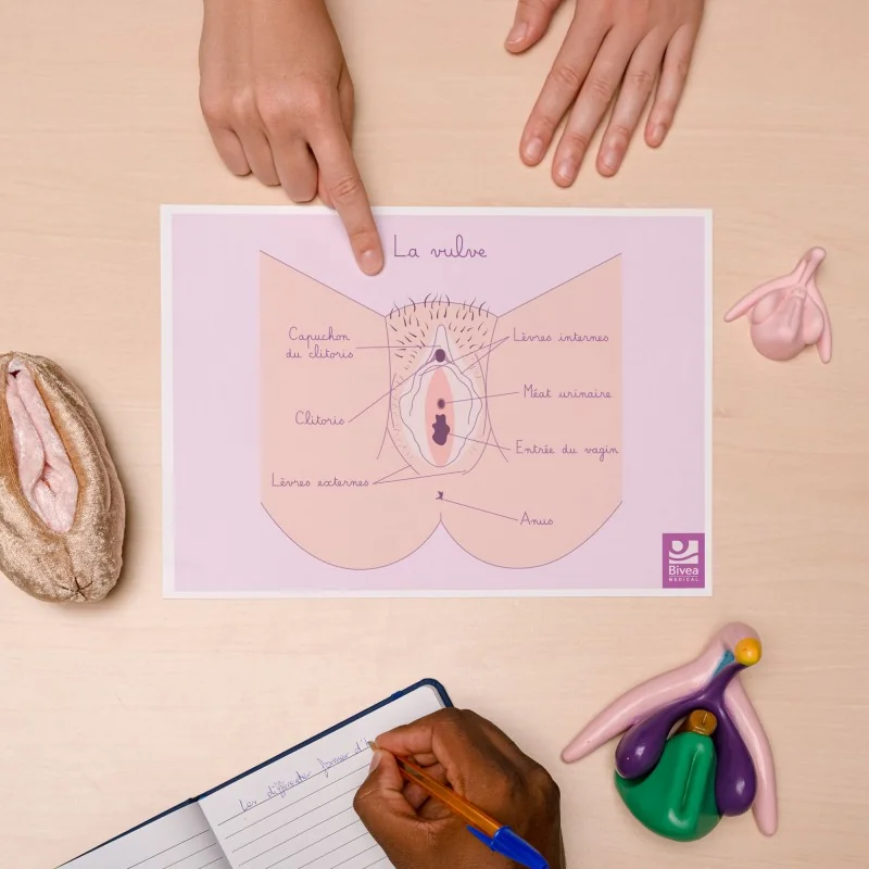 Schéma anatomique Vulve