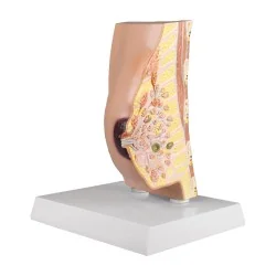 Modèle du sein avec...