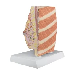 Modèle du sein avec...