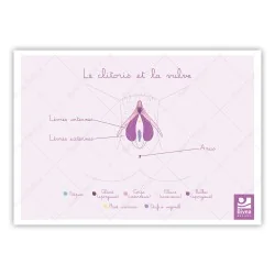 Carte anatomique Clitoris...
