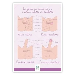 Poster Le pénis calotté et...