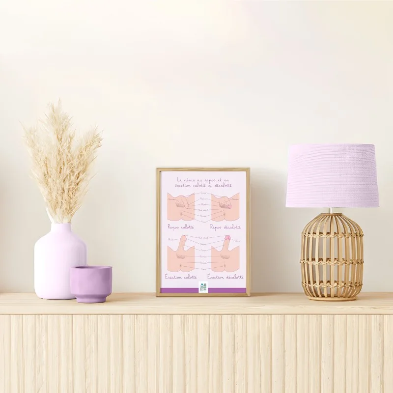 Poster Le pénis calotté et décalotté Poster Le pénis calotté et décalotté