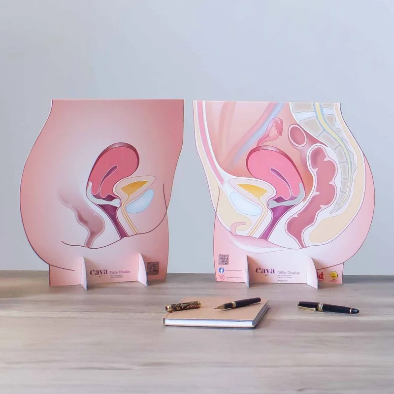 Représentation de l'appareil génital féminin avec un diaphragme en carton