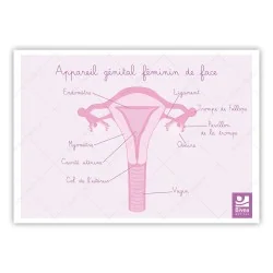 Carte anatomique Appareil...