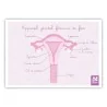 Carte anatomique Appareil génital féminin de face Carte anatomique Appareil génital féminin de face