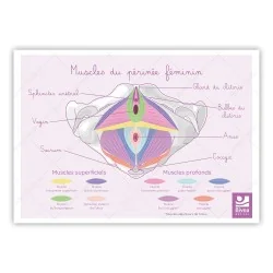 Schéma anatomique Les...