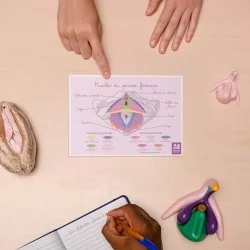 Schéma anatomique Les...