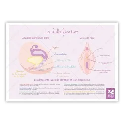 Schéma anatomique La...