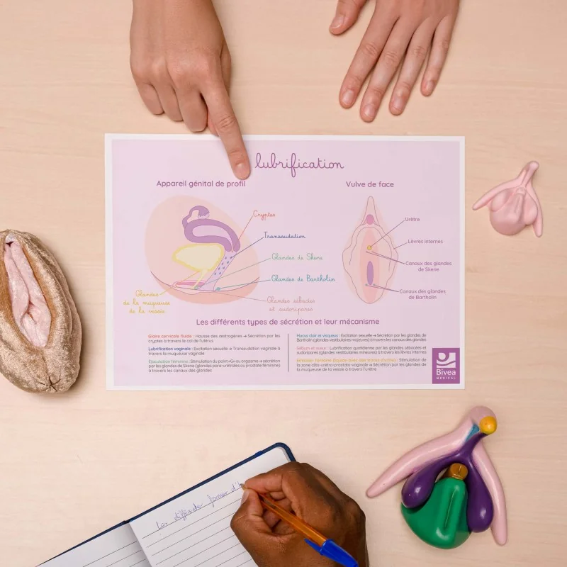 Schéma anatomique La lubrification
