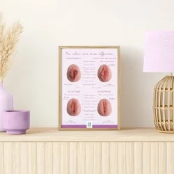 Représentation anatomique...