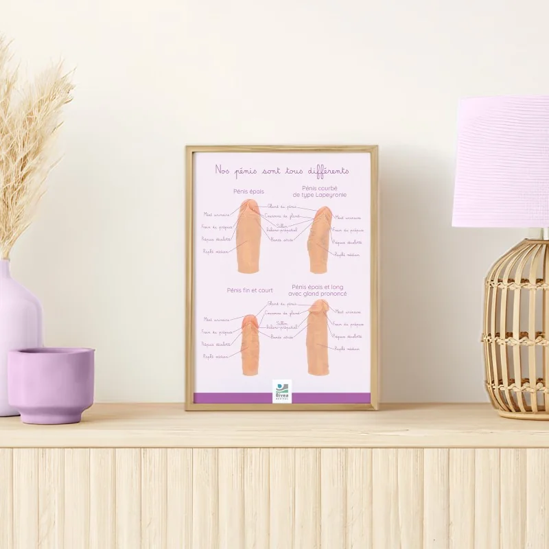 Représentation anatomique Nos pénis sont tous différents