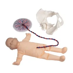 Modèle de pelvis féminin...