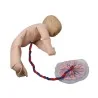 Modèle de pelvis féminin avec foetus et placenta