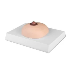 Modèle de palpation du...