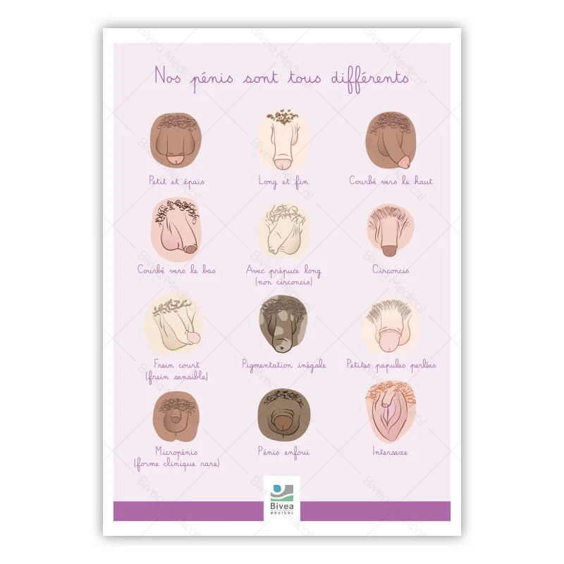 Schéma anatomique Nos pénis sont tous différents