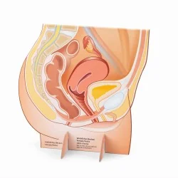 Représentation du bassin...