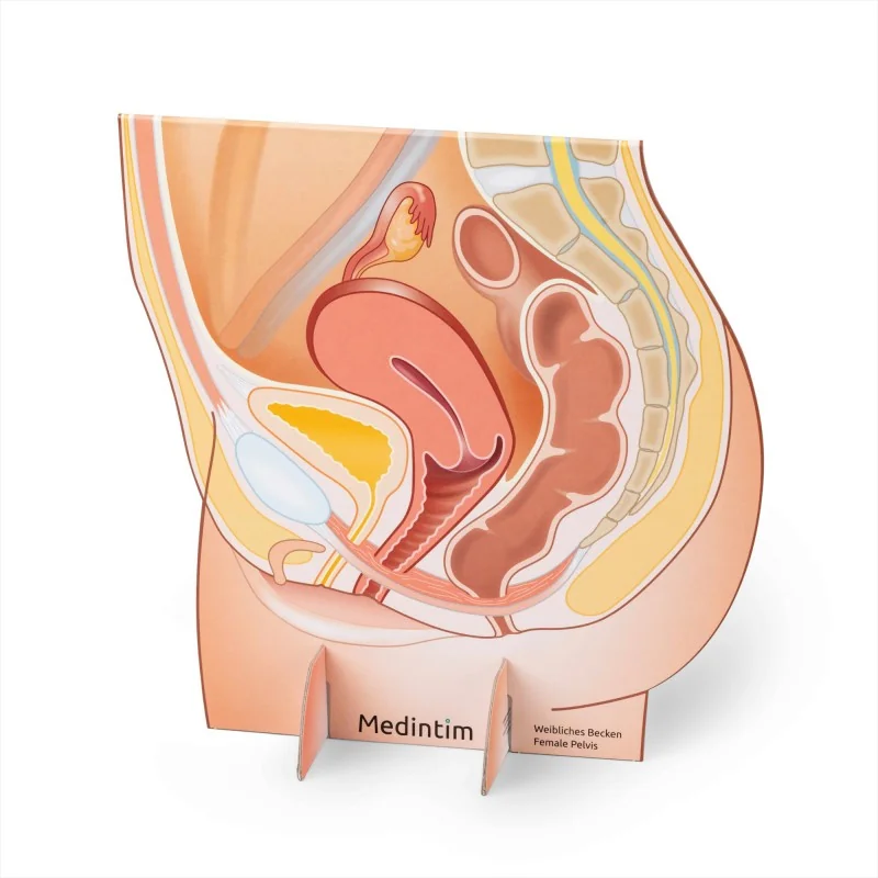 Représentation du bassin féminin en carton