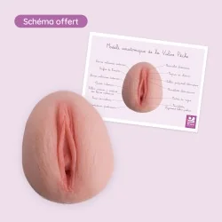 carte anatomique avec la vulve pêche légendée