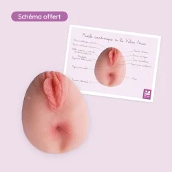 Modèle anatomique d'anus en silicone avec vulve