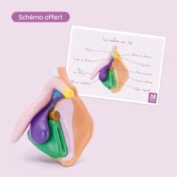 modèle de vulve en PVC avec schéma offert