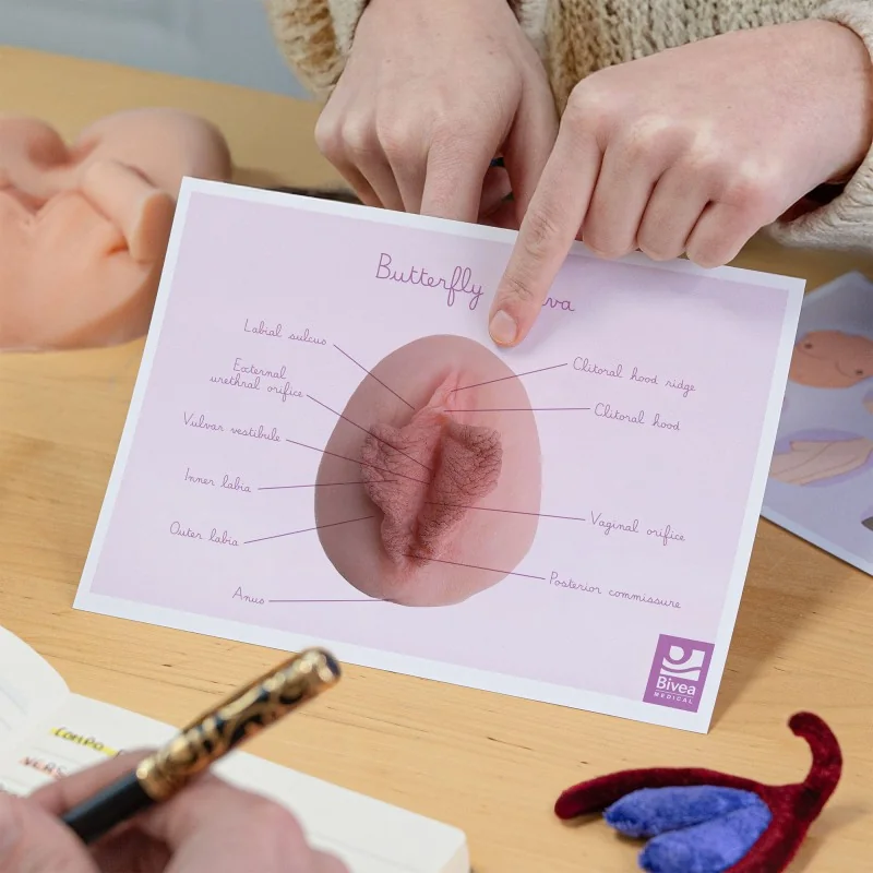 Représentation anatomique Vulve Papillon Représentation anatomique Vulve Papillon