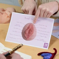 Représentation anatomique...