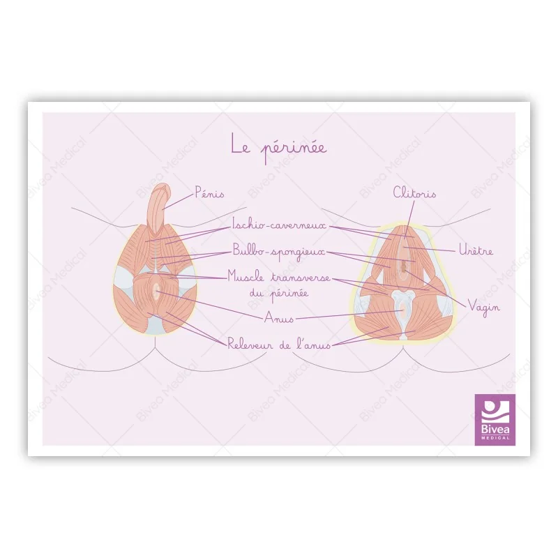 Schéma anatomique Périnée Schéma anatomique Périnée