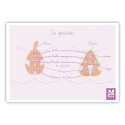 Schéma anatomique Périnée