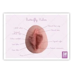 Représentation anatomique Vulve Papillon