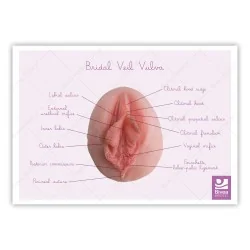Représentation anatomique Vulve Voile de mariée