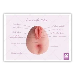 Représentation anatomique Anus avec Vulve