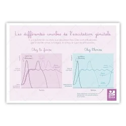 Schéma les différentes courbes de l'excitation génitale