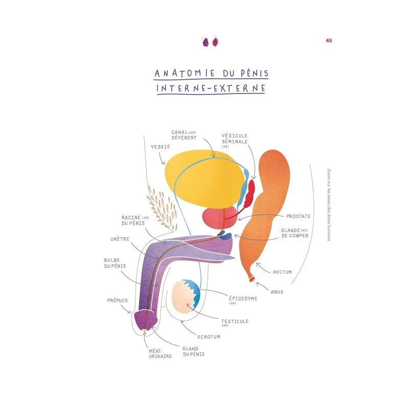 Livre le petit guide de la foufoune sexuelle tome 2 Livre le petit guide de la foufoune sexuelle tome 2