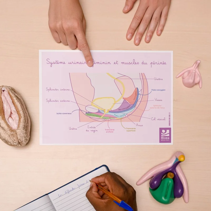 Schéma anatomique Le système urinaire féminin et muscles du périnée Schéma anatomique Le système urinaire féminin et muscles du périnée