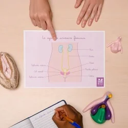 Schéma anatomique Le système urinaire féminin et muscles du périnée