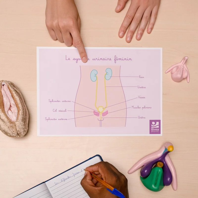 Schéma anatomique Le système urinaire féminin et muscles du périnée Schéma anatomique Le système urinaire féminin et muscles du périnée