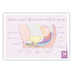 Schéma anatomique Le système urinaire féminin et muscles du périnée