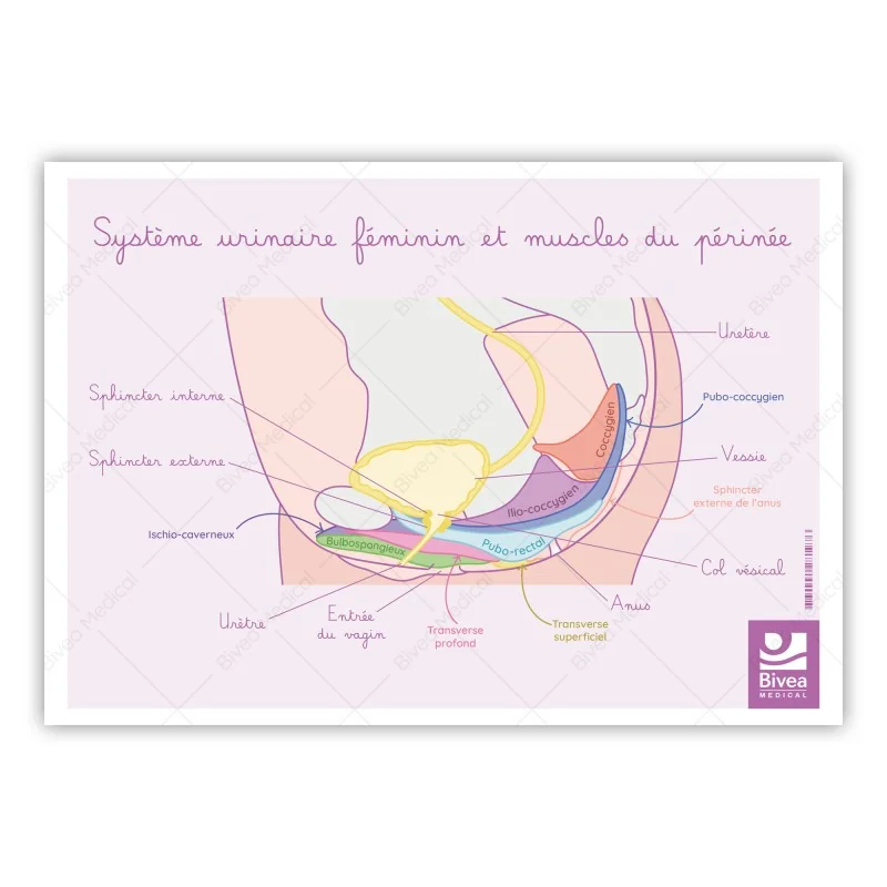 Schéma anatomique Le système urinaire féminin et muscles du périnée Schéma anatomique Le système urinaire féminin et muscles du périnée